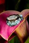 Amazon milk frog. Art Print